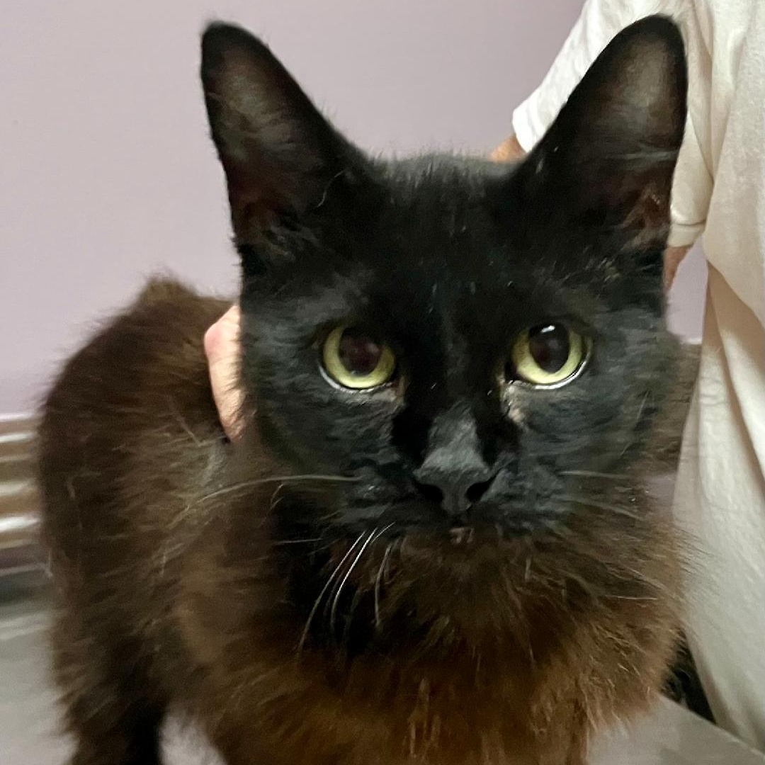 Mamba, ADOPTABLE, Adult Female Bombay.