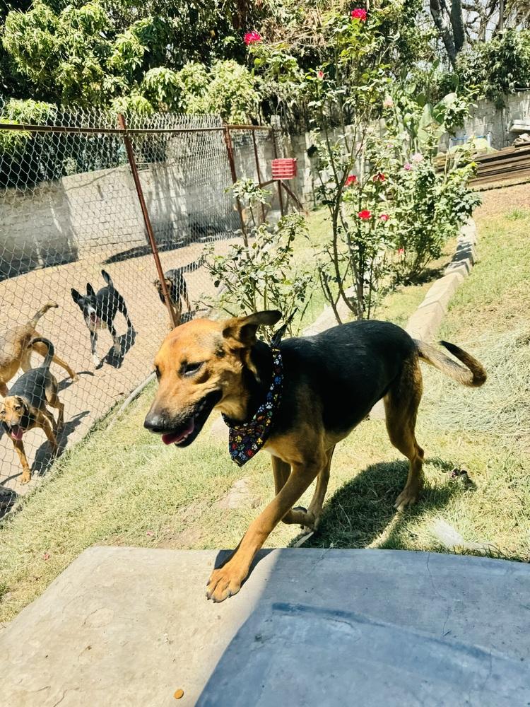 Nora-1, Adoptable, Puppy Female Labrador Retriever & Mixed Breed.