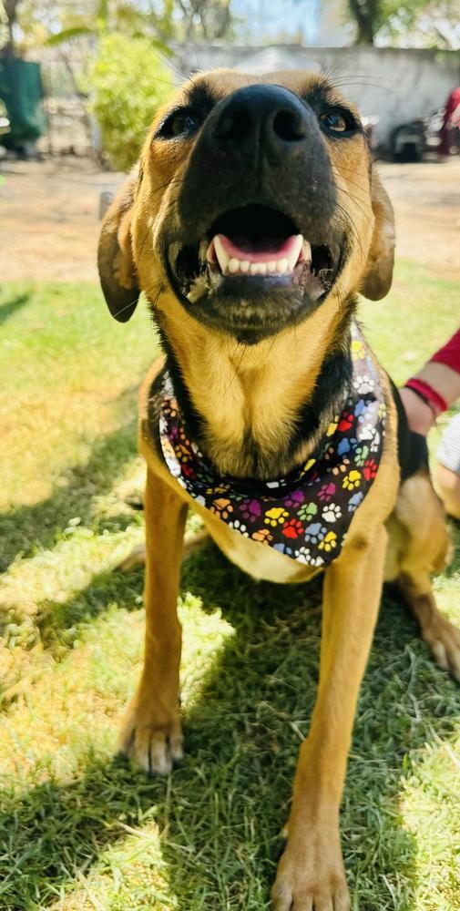 Enlarge Nora-1, a Adoptable mixed breed in Ajijic Centro, JAL image 2/6