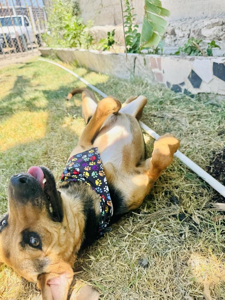 Enlarge Nora-1, a Adoptable mixed breed in Ajijic Centro, JAL image 3/6