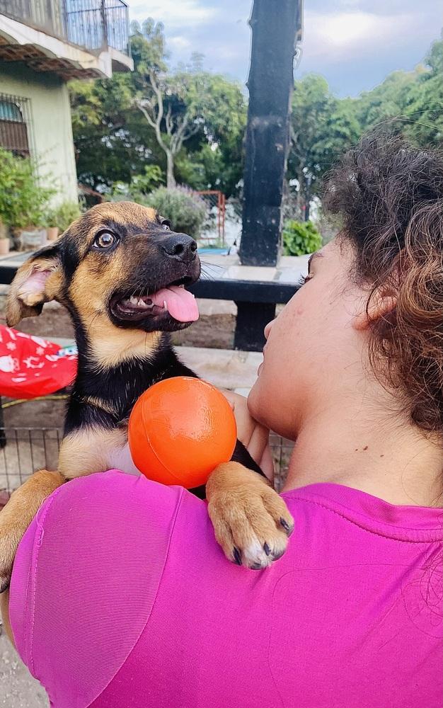 Nora-1, Adoptable, Puppy Female Labrador Retriever & Mixed Breed.
