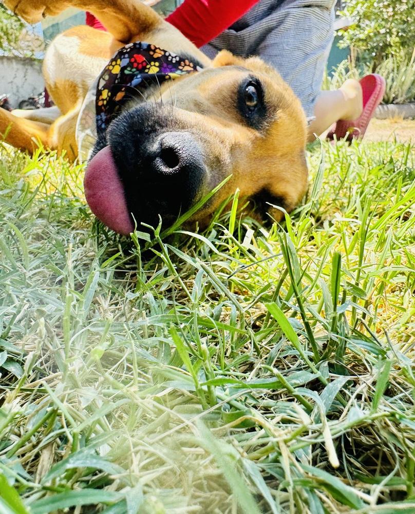 Enlarge Nora-1, a Adoptable mixed breed in Ajijic Centro, JAL image 5/6