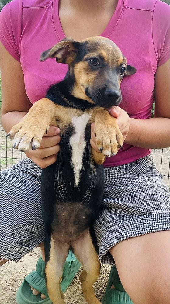 Enlarge Nora-1, a Adoptable mixed breed in Ajijic Centro, JAL image 6/6