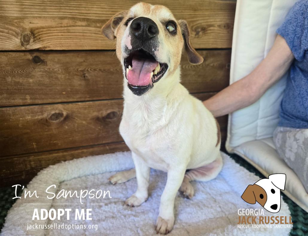 Enlarge Sampson, a ADOPTABLE Jack Russell Terrier in Conyers, GA image 2/3