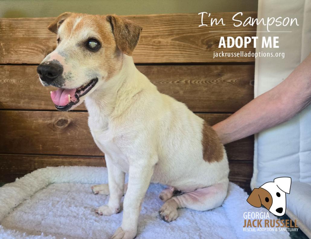 Sampson, ADOPTABLE, Senior Male Jack Russell Terrier.