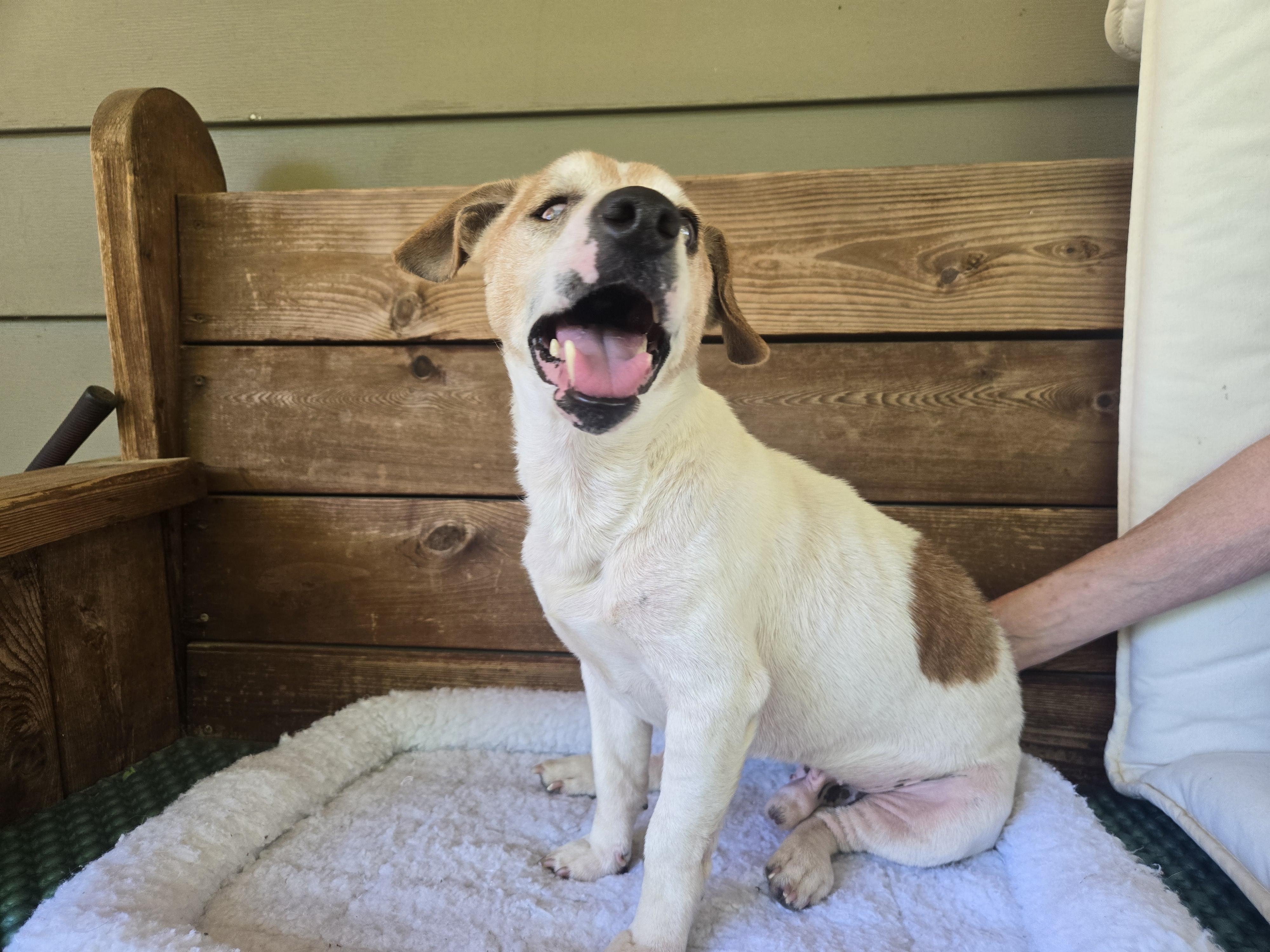 Enlarge Sampson, a ADOPTABLE Jack Russell Terrier in Conyers, GA image 3/3