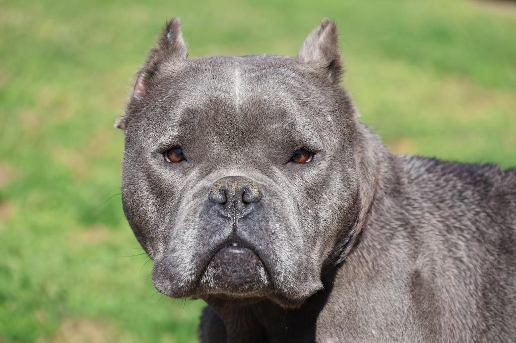 Brookie, Adoptable, Adult Female Mixed Breed.