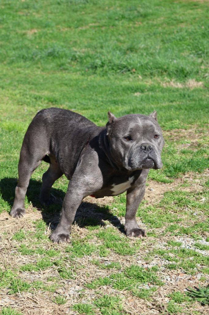 Brookie, a Adoptable mixed breed in Columbia, TN image 2/5