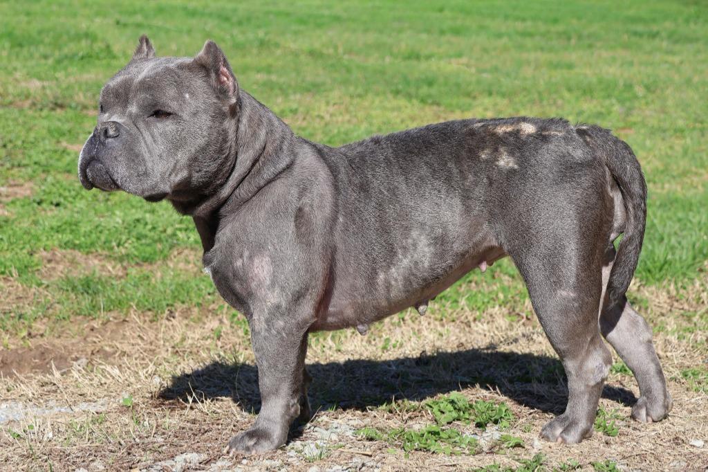 Brookie, a Adoptable mixed breed in Columbia, TN image 3/5