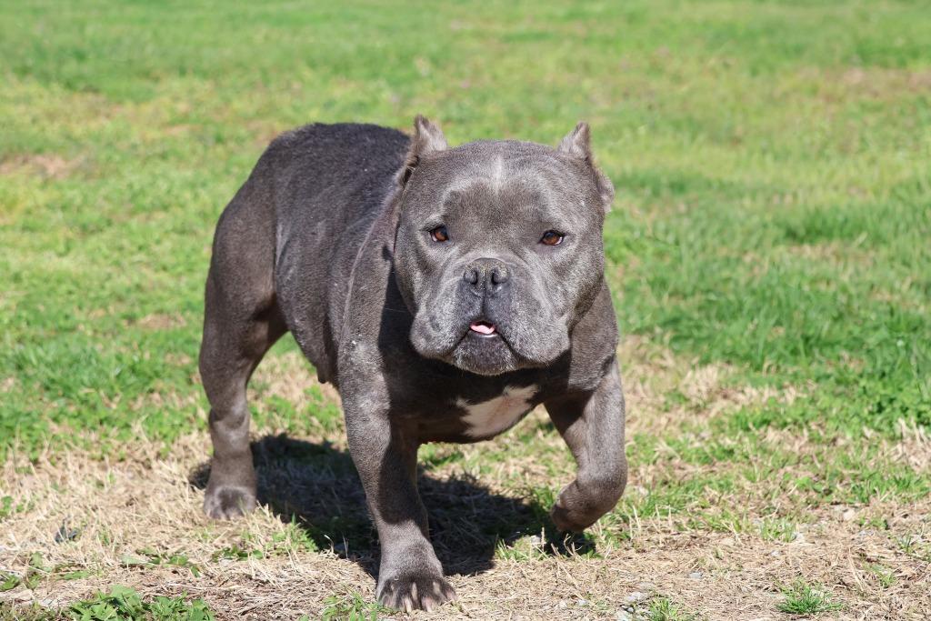 Brookie, a Adoptable mixed breed in Columbia, TN image 4/5