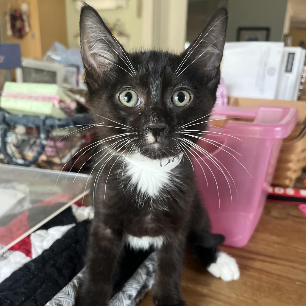 Enlarge Ripcurl, a Adoptable Domestic Short Hair in Oceanside, CA image 1/3