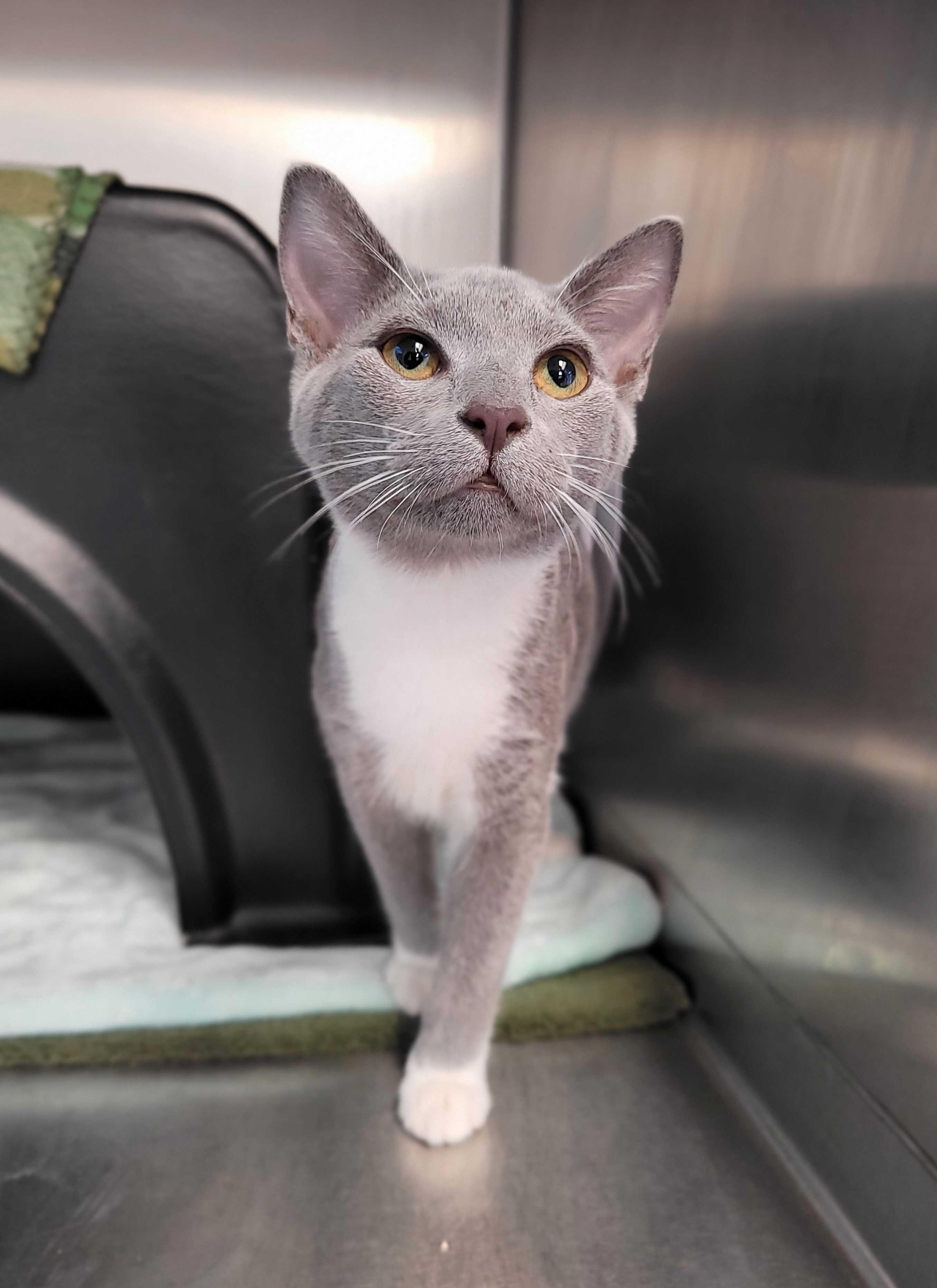 Lenny and Arya (IN TRIAL ADOPTION), a ADOPTABLE Domestic Short Hair in Nantucket, MA image 2/2