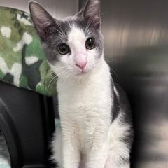 Lenny and Arya (IN TRIAL ADOPTION), ADOPTABLE, Kitten Male Domestic Short Hair.