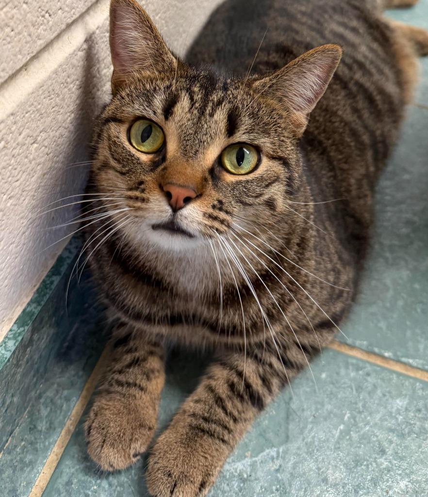 Xavier, Adoptable, Young Male Domestic Short Hair.