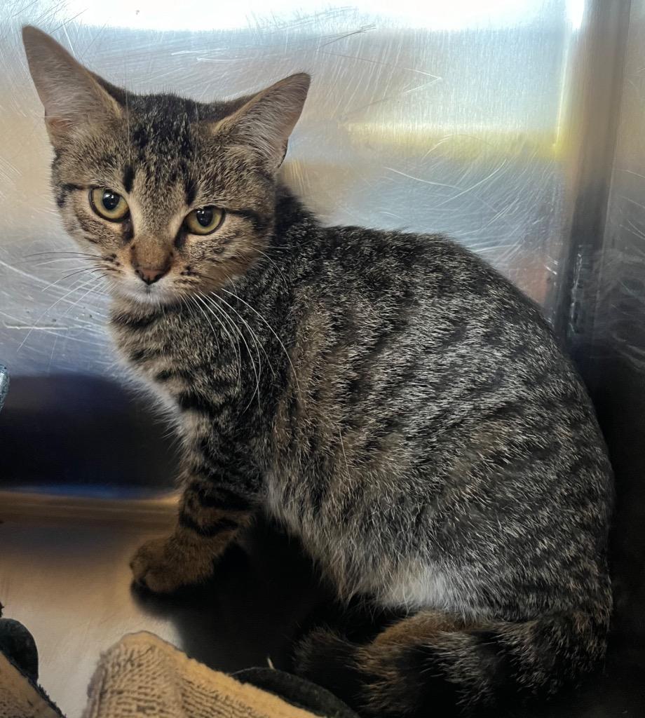 Xavier, Adoptable, Young Male Domestic Short Hair.