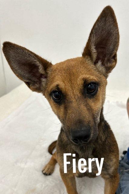 Enlarge Fiery, a Adoptable mixed breed in Jacksonville, IL image 1/1