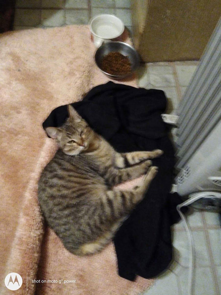 Loki, a Adopted mixed breed in Redding, CA image 1/6