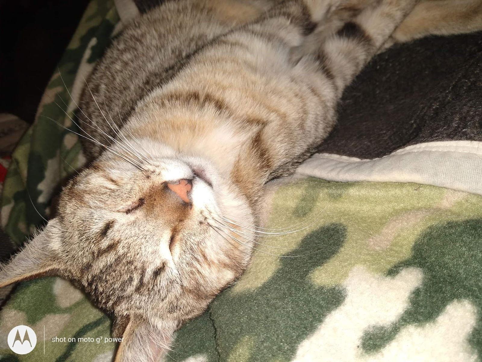 Loki, a Adopted mixed breed in Redding, CA image 2/6