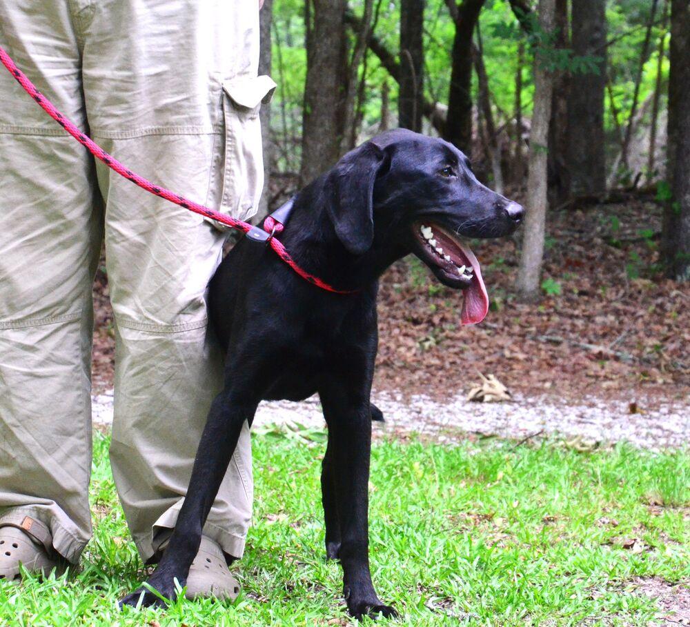 Beau, Adoptable, Young Male Labrador Retriever.