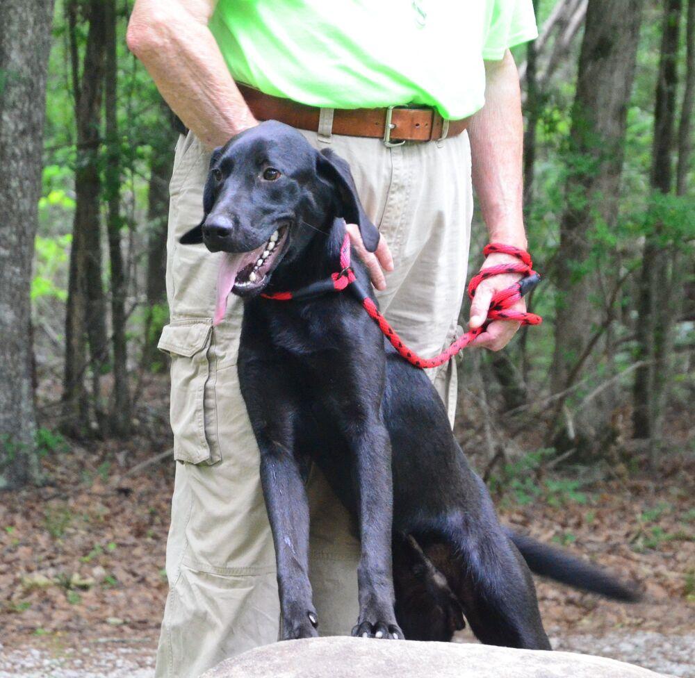 Beau, a Adoptable mixed breed in Willingboro, NJ image 2/6