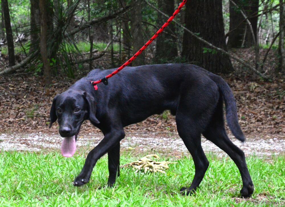 Beau, a Adoptable mixed breed in Willingboro, NJ image 3/6