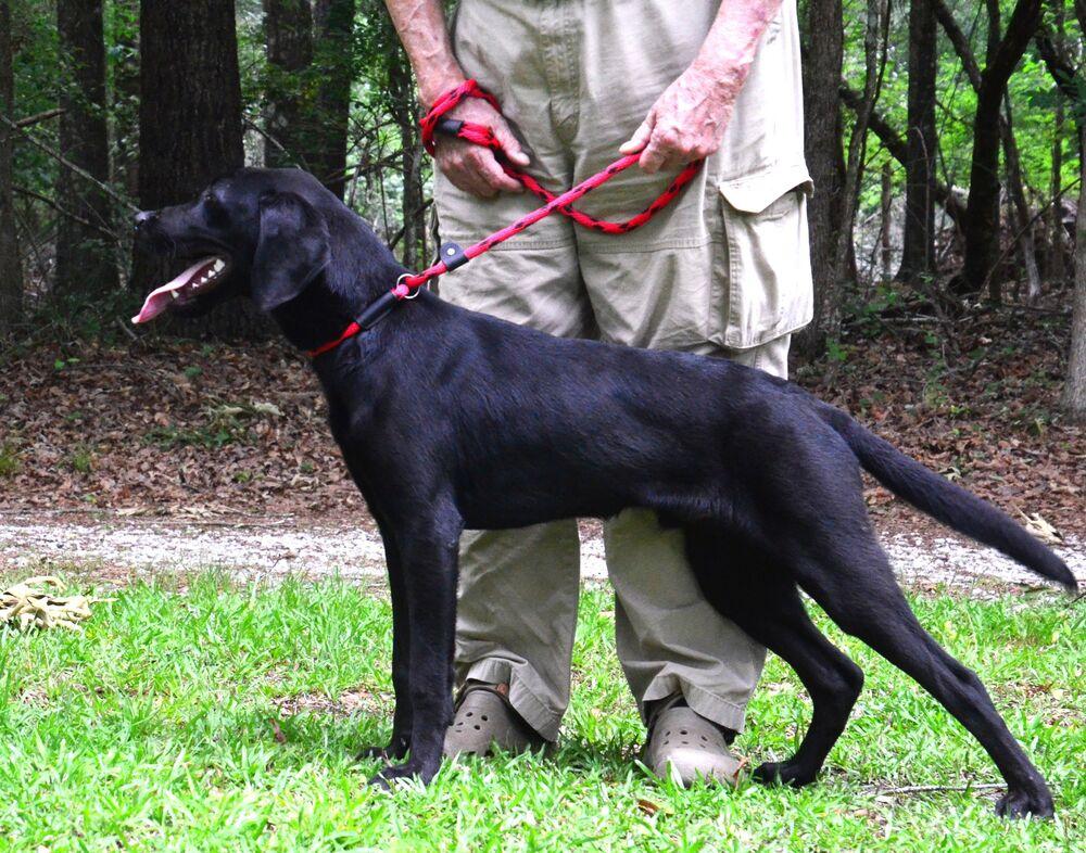 Beau, a Adoptable mixed breed in Willingboro, NJ image 4/6