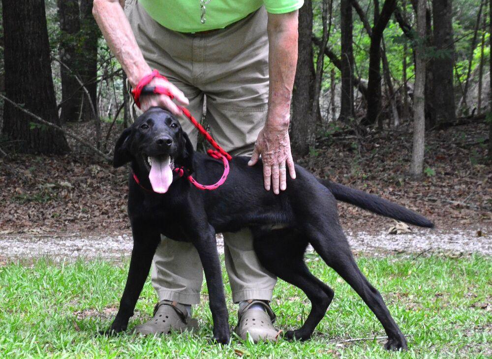 Beau, a Adoptable mixed breed in Willingboro, NJ image 5/6