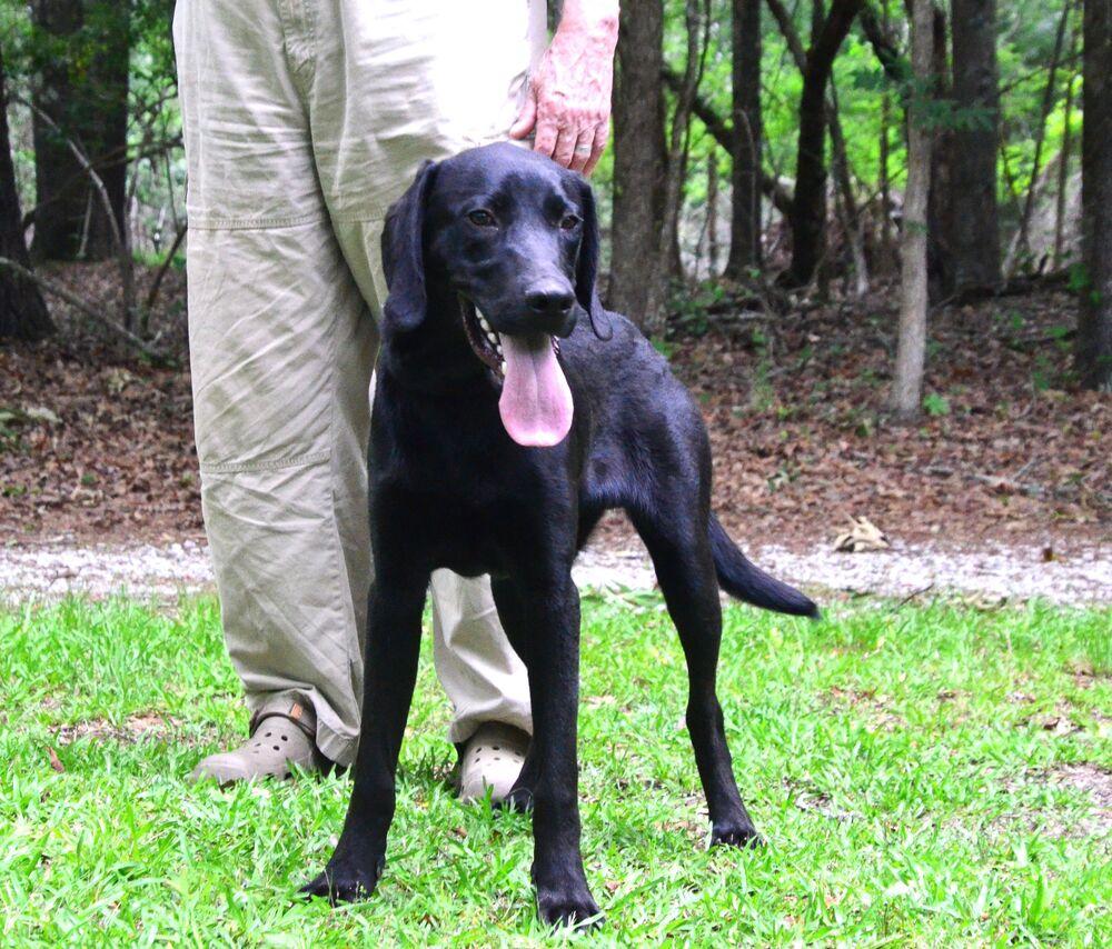Beau, a Adoptable mixed breed in Willingboro, NJ image 6/6