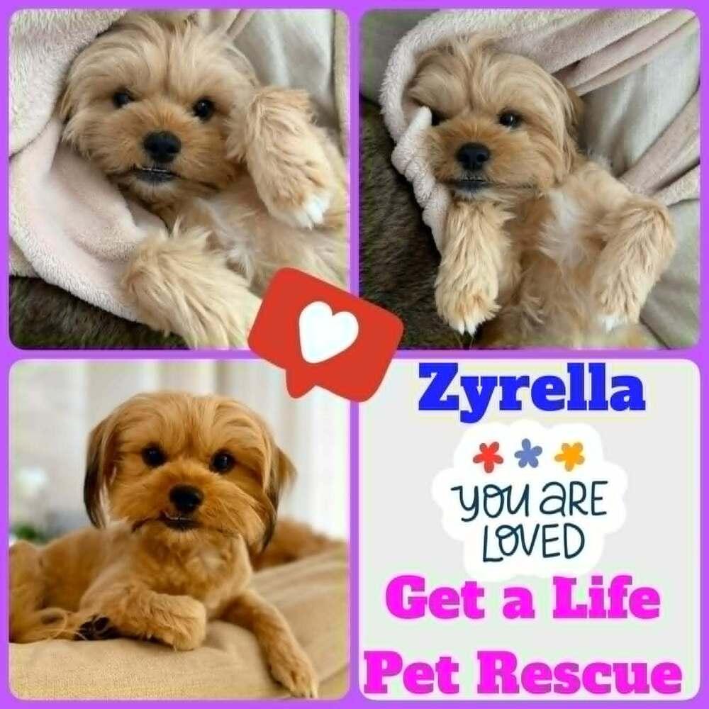 Enlarge Zyrella, a Adoptable mixed breed in Plantation, FL image 1/5