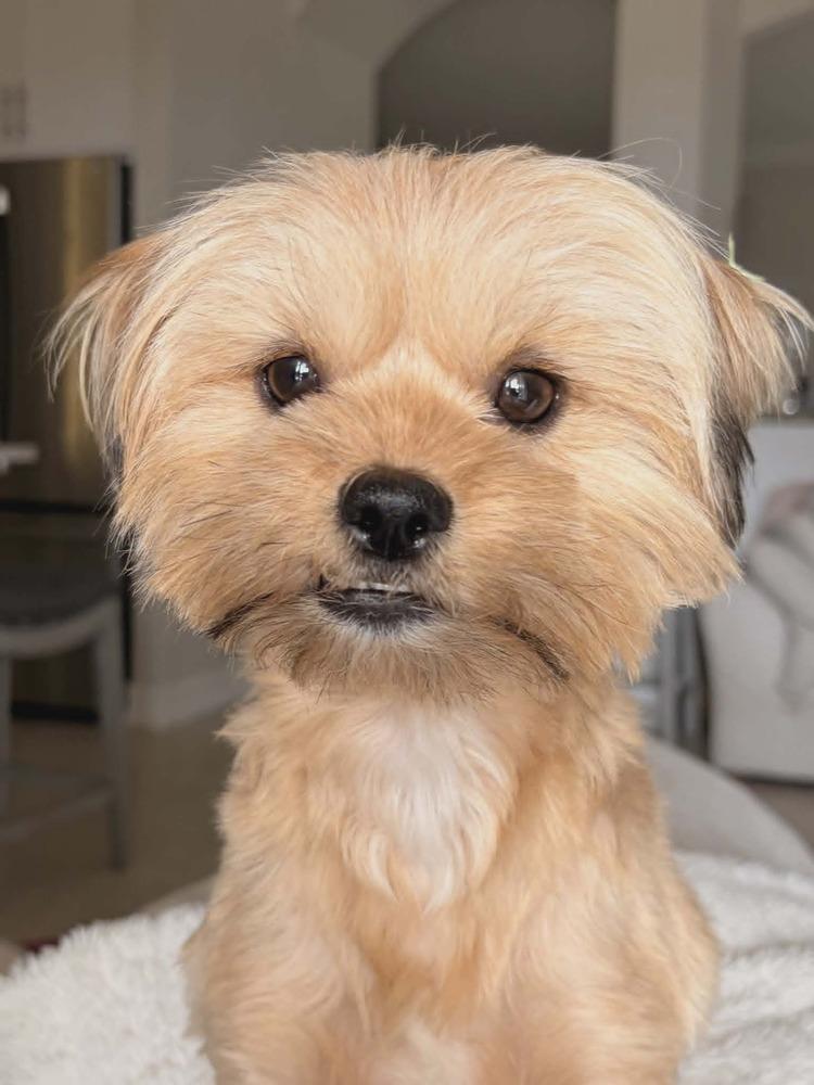 Enlarge Zyrella, a Adoptable mixed breed in Plantation, FL image 2/5