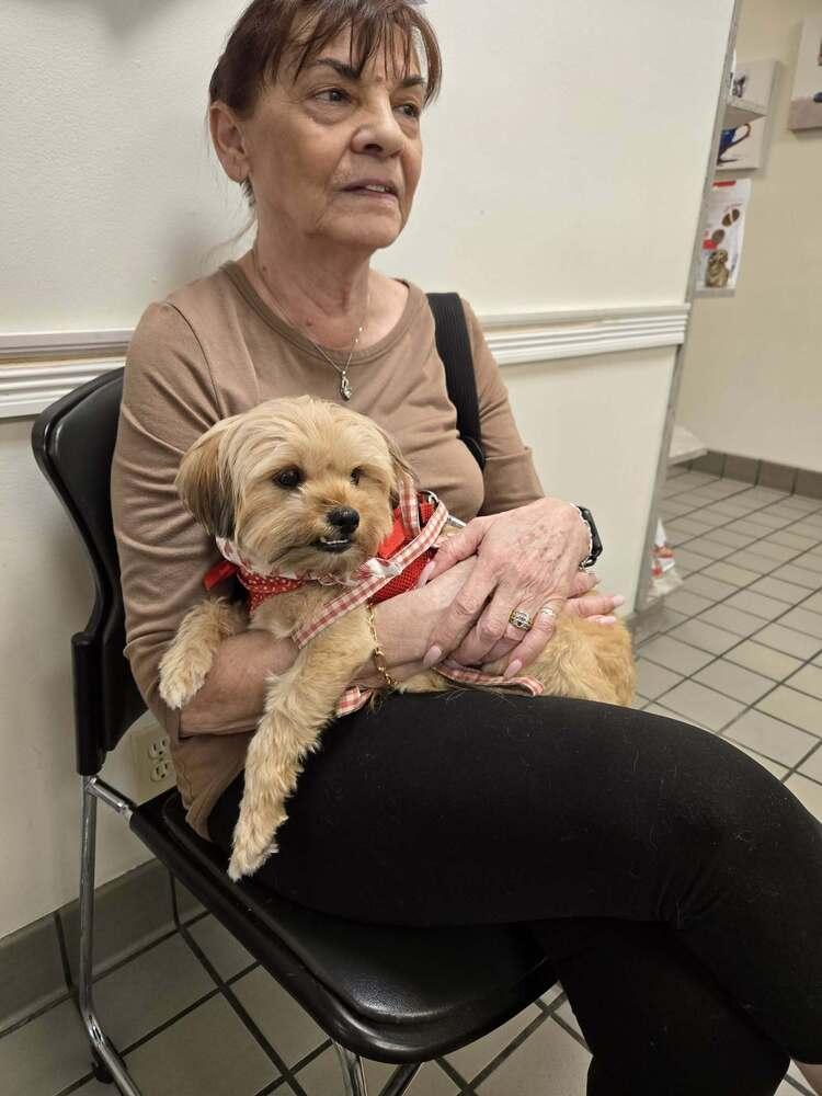 Enlarge Zyrella, a Adoptable mixed breed in Plantation, FL image 3/5