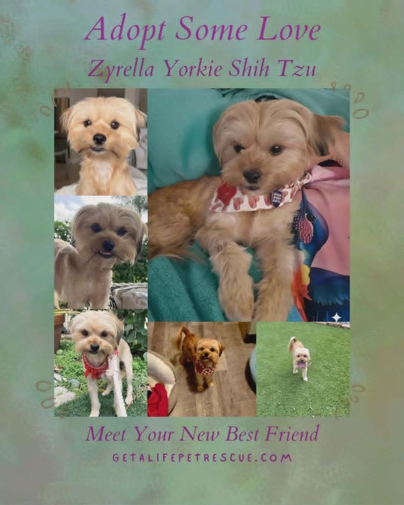 Enlarge Zyrella, a Adoptable mixed breed in Plantation, FL image 4/5