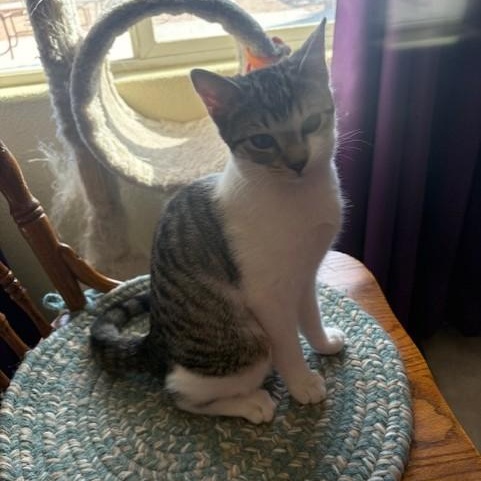 Enlarge Rasmataz aka Taz, a ADOPTABLE mixed breed in Victorville, CA image 5/5