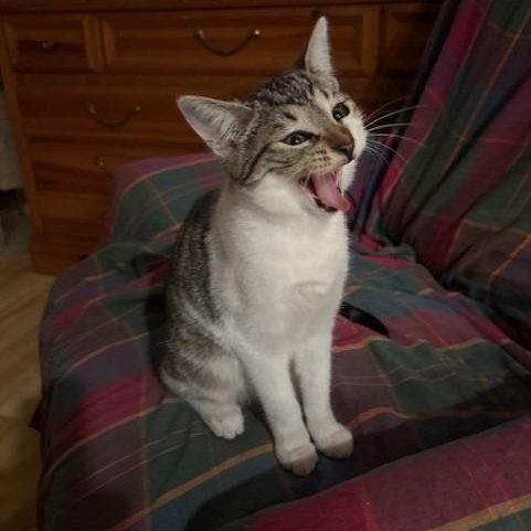 Enlarge Rasmataz aka Taz, a ADOPTABLE mixed breed in Victorville, CA image 3/5