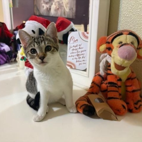 Rasmataz aka Taz, ADOPTABLE, Kitten Female Domestic Short Hair.