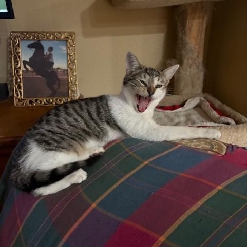 Enlarge Rasmataz aka Taz, a ADOPTABLE mixed breed in Victorville, CA image 2/5