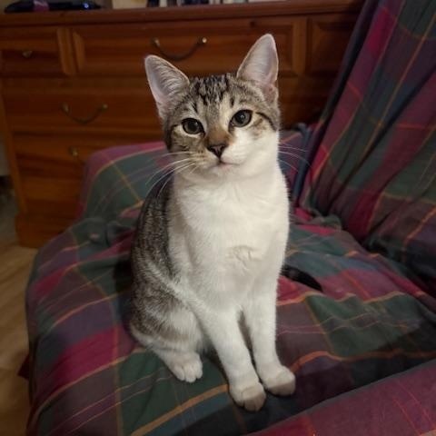 Enlarge Rasmataz aka Taz, a ADOPTABLE mixed breed in Victorville, CA image 4/5