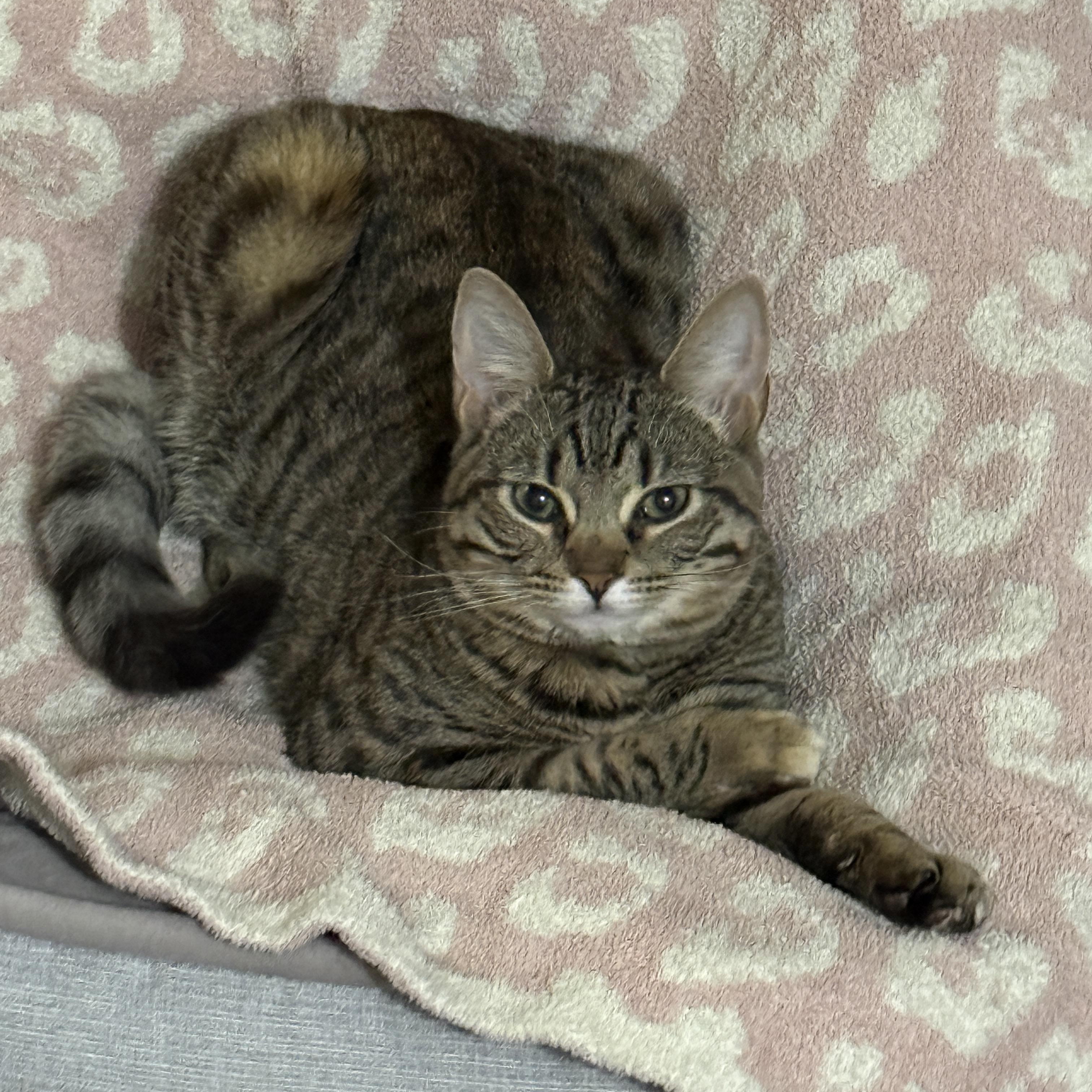 Macy, Adoptable, Young Female Domestic Short Hair.