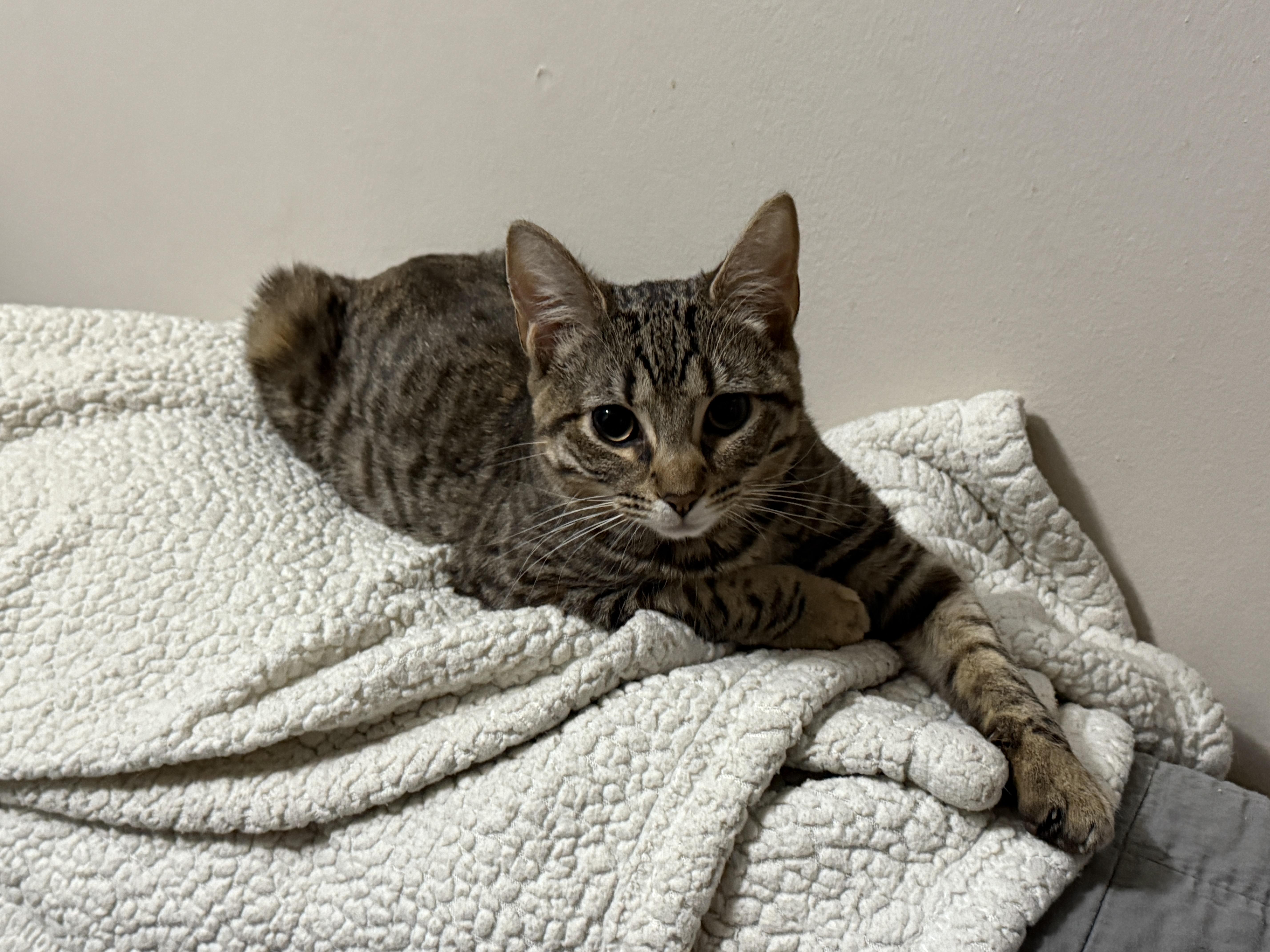 Enlarge Macy, a Adoptable Domestic Short Hair in Philadelphia, PA image 2/6