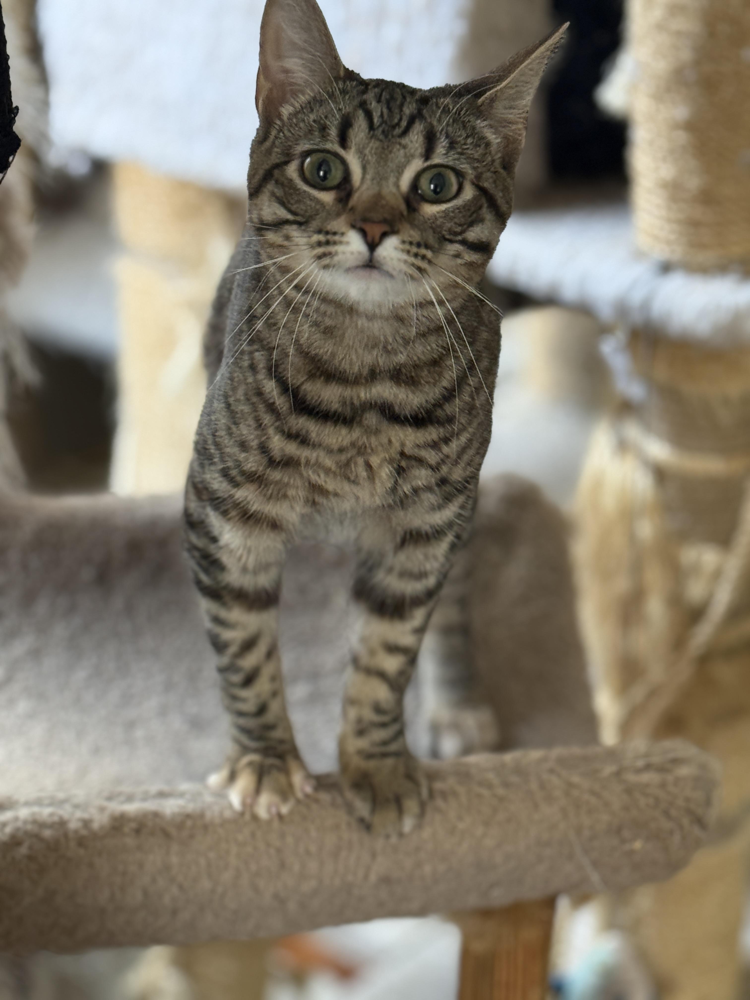 Enlarge Macy, a Adoptable Domestic Short Hair in Philadelphia, PA image 4/6