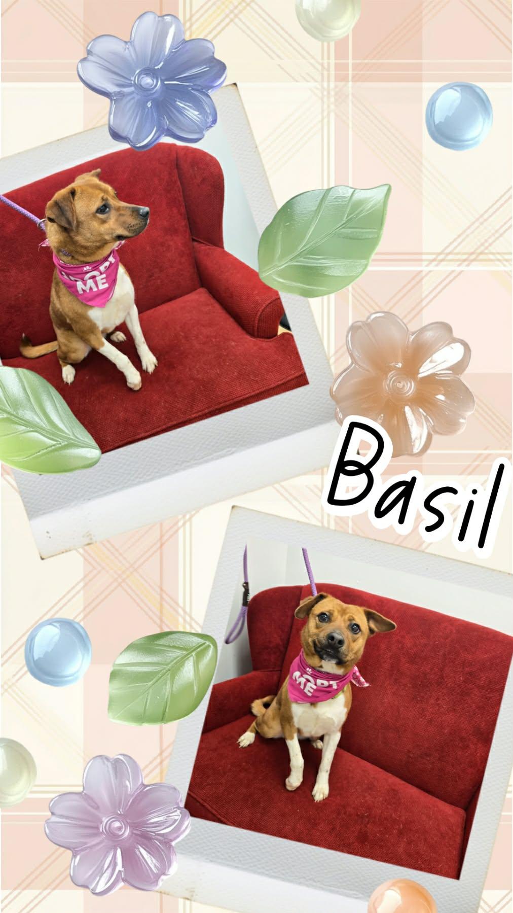 Basil, ADOPTABLE, Young Female Shiba Inu.