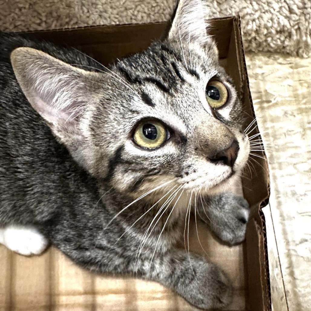 Basil, Adoptable, Kitten Male Domestic Short Hair.