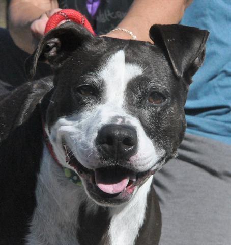 KIRA, Adoptable, Adult Female Pit Bull Terrier & Mixed Breed.