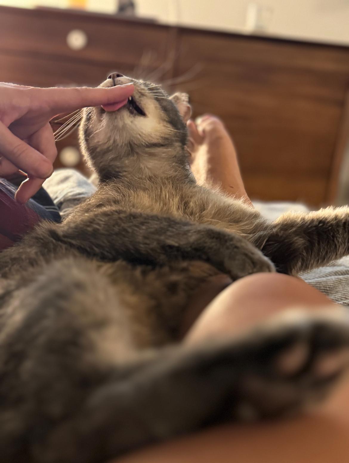 Enlarge Amie, a Adoptable Domestic Short Hair in Brooklyn, NY image 4/5