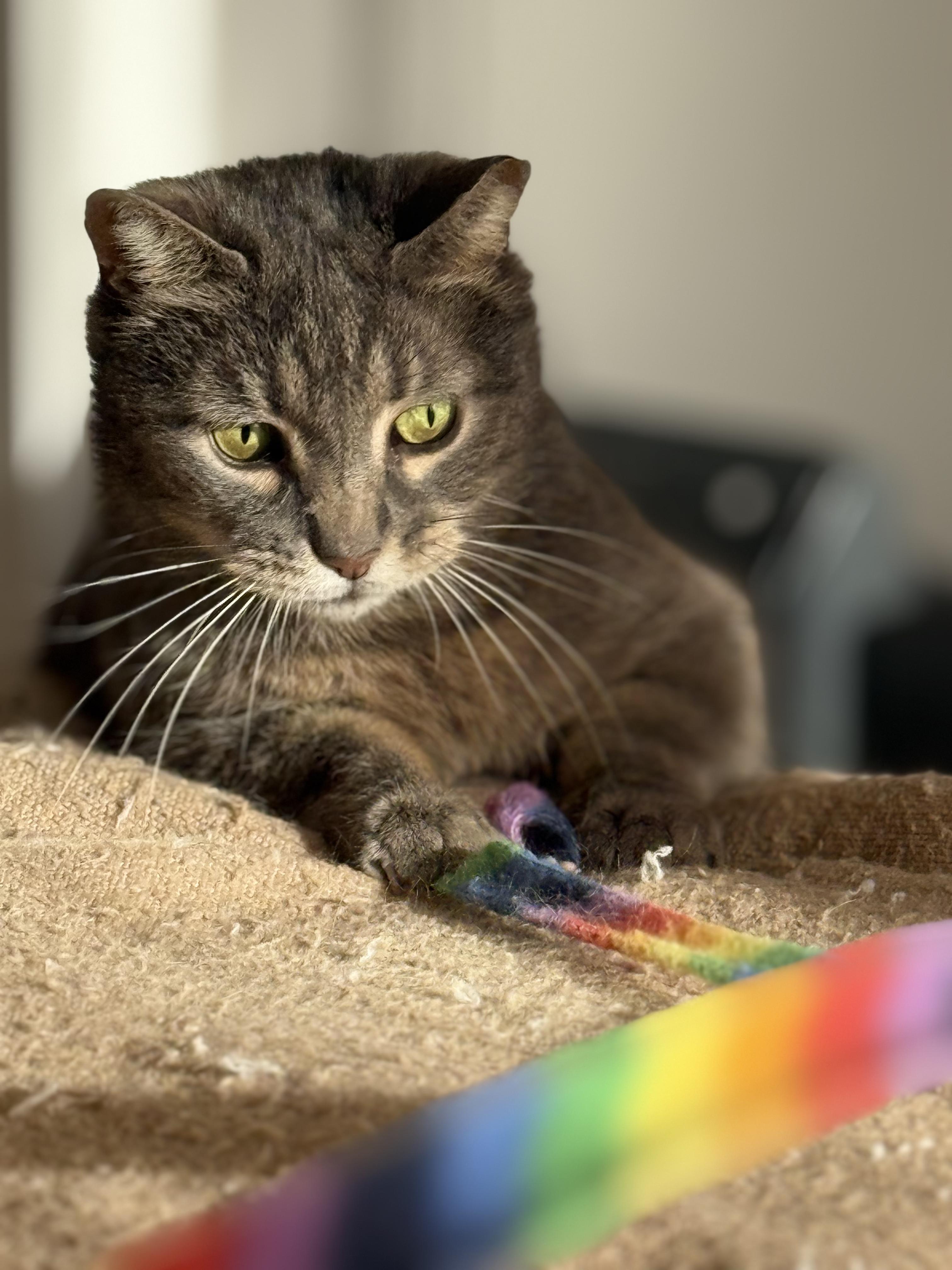 Enlarge Amie, a Adoptable Domestic Short Hair in Brooklyn, NY image 2/5