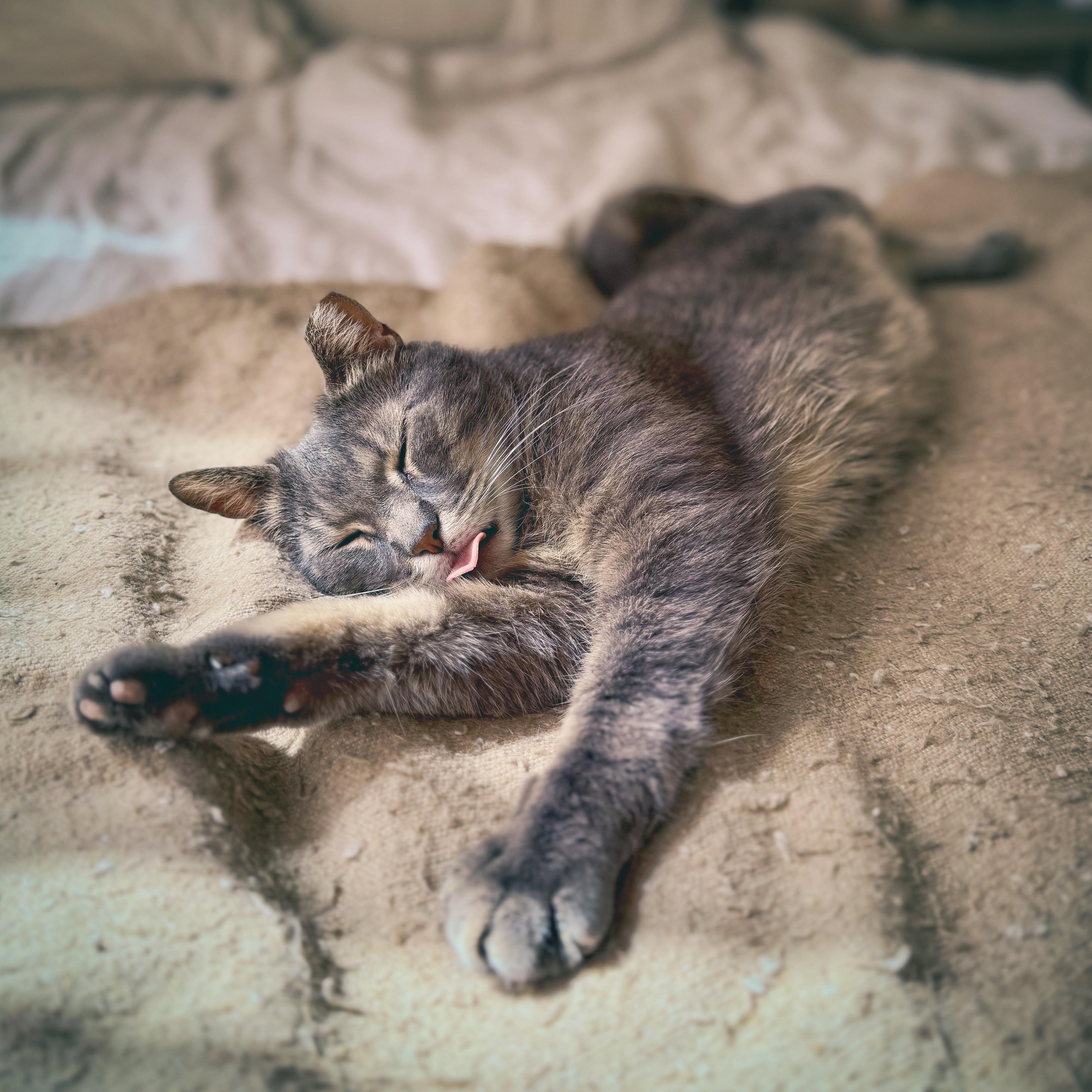 Amie, Adoptable, Adult Female Domestic Short Hair.