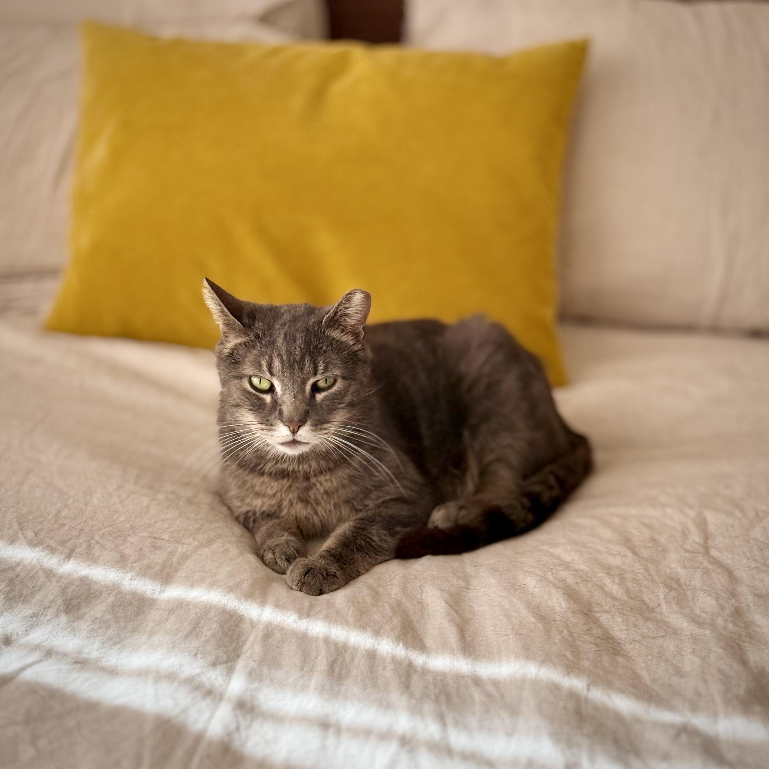 Enlarge Amie, a Adoptable Domestic Short Hair in Brooklyn, NY image 5/5