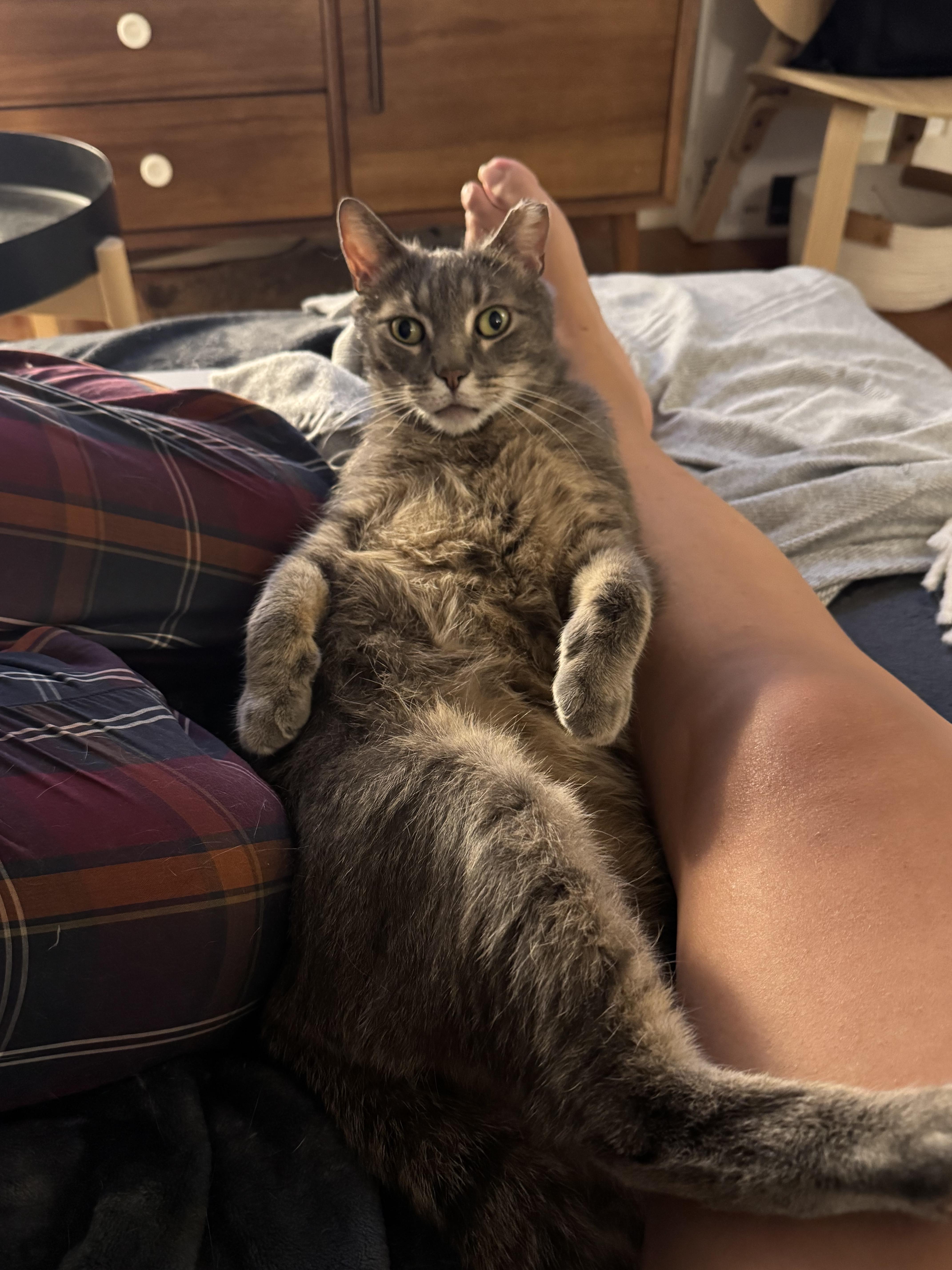 Enlarge Amie, a Adoptable Domestic Short Hair in Brooklyn, NY image 3/5