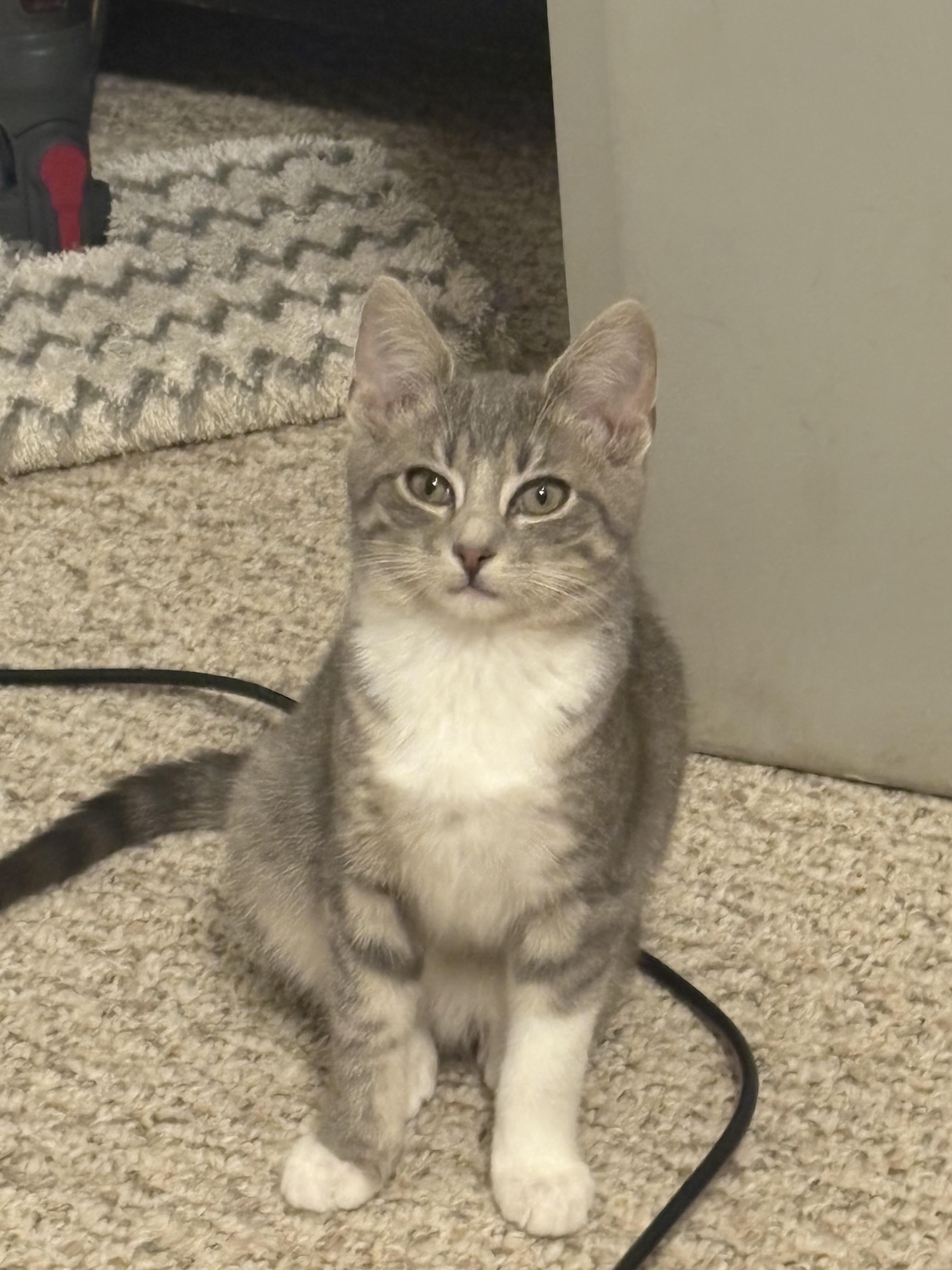 Kevin, Adopted, Young Male Domestic Short Hair.