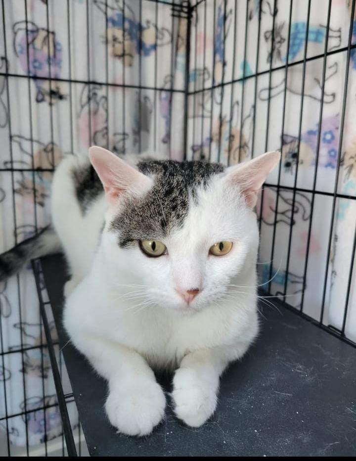 Enlarge Manuel, a Adoptable Domestic Short Hair in Brooklyn, NY image 1/1